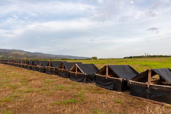 東京ドーム4個分の草原