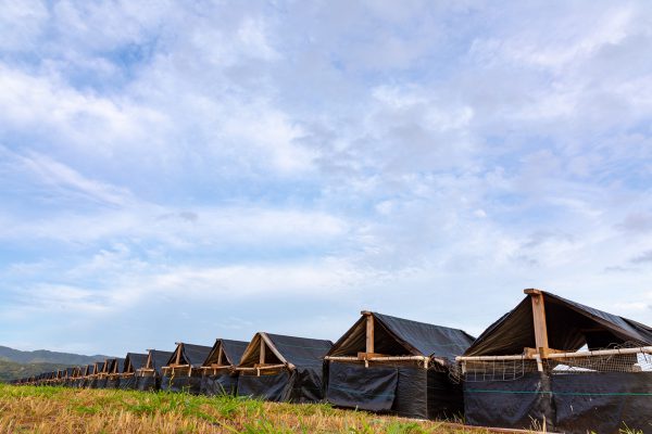 オアフ島ノース「ルドビコファームチキン」